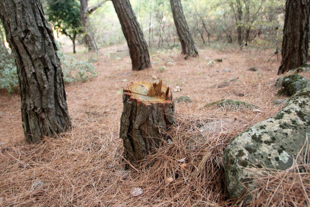 How Our Tree Care Process Works  in  Harrisville, UT